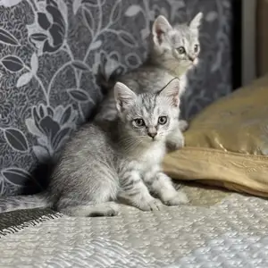 Котята породы Шиншилла, Душанбе