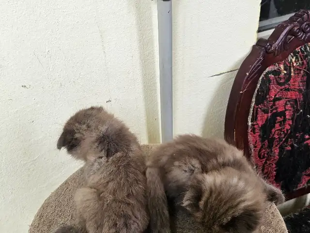 Шотландские котята, Душанбе - 6