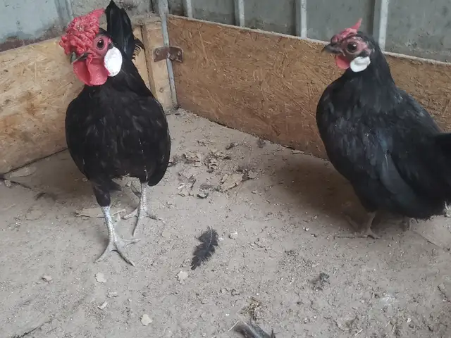 Куры породы бентамки, Душанбе