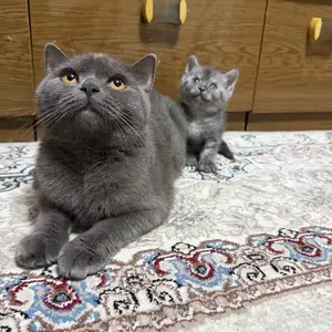 Шотландская прямоухая кошка с котенком, Душанбе
