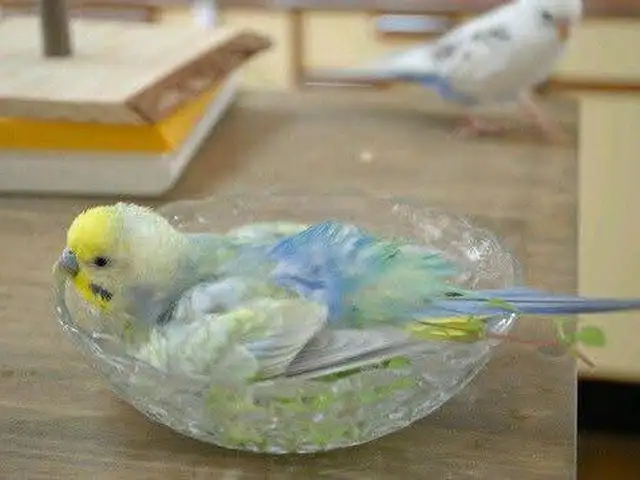 Попугай, Душанбе