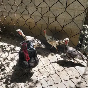 Индюк, Ҳисор