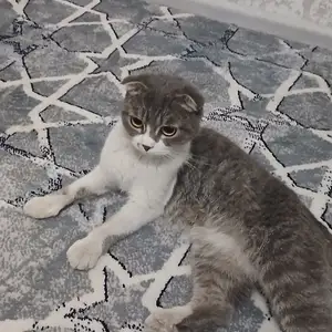 Шотландская кошка, Душанбе