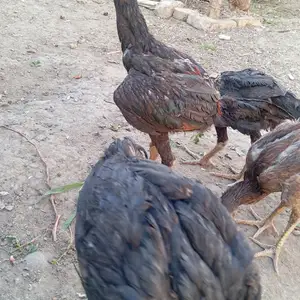 Хурузи даканг, Канибадам
