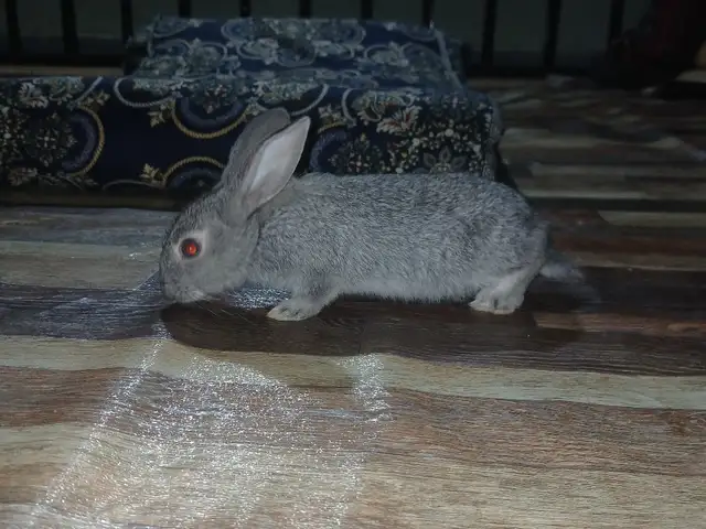Харгушчахо, Вахдат