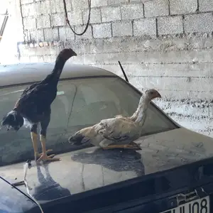 Дакан, Вахдат