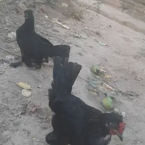 Куры, Турсунзаде