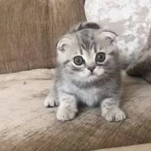 Котёнок Британский, Душанбе