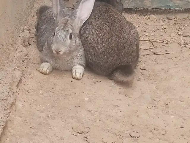 Харгуш, Душанбе