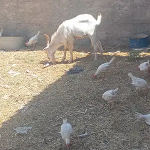 Такаи Руси 2 сола, Душанбе