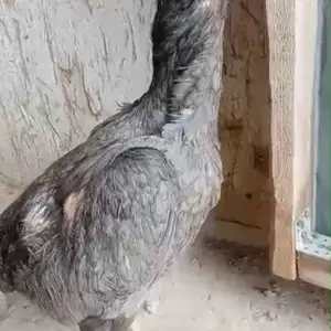 Дакан Шамо, Ҷаббор Расулов