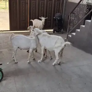 Буз Зааненский, Душанбе