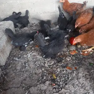 Мург японча, Турсунзаде