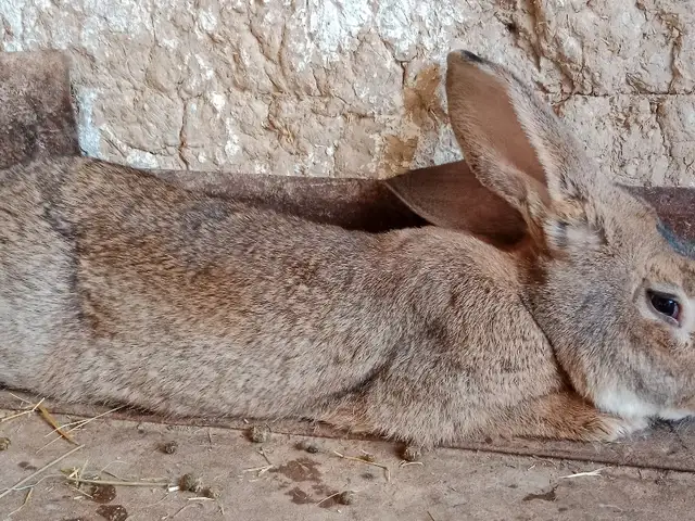 Бельгийский фландр 9км, Душанбе