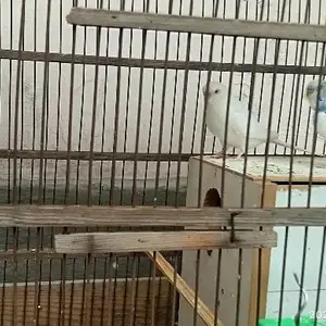 Попугай, Душанбе