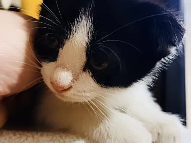 Шотландские вислоухие котята, Душанбе