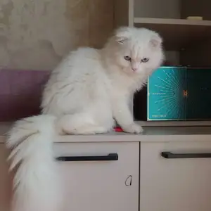 Шотландский вислоухий, Худжанд