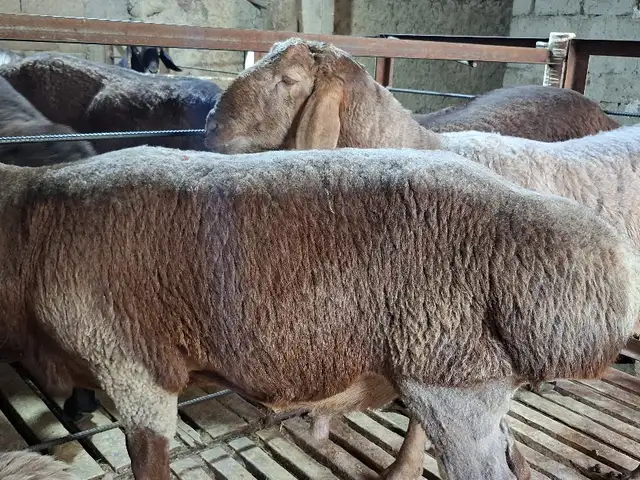 Кучкор, Худжанд
