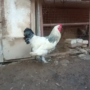 Тухми Брама, Пенджикент