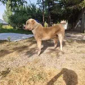 Алабай, Файзабад