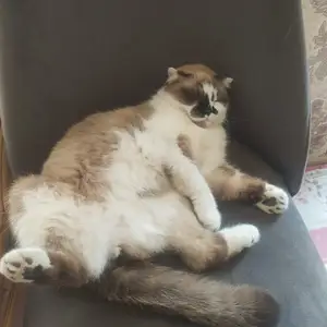 Шотландский кот, Худжанд