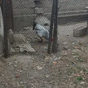 Хуруз, Душанбе