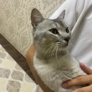 Пешаки хонаги, Душанбе