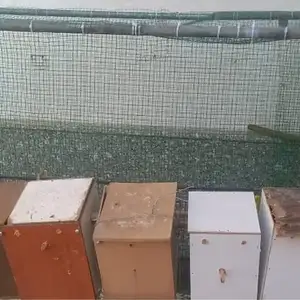 Кафас барои попугай, Худжанд