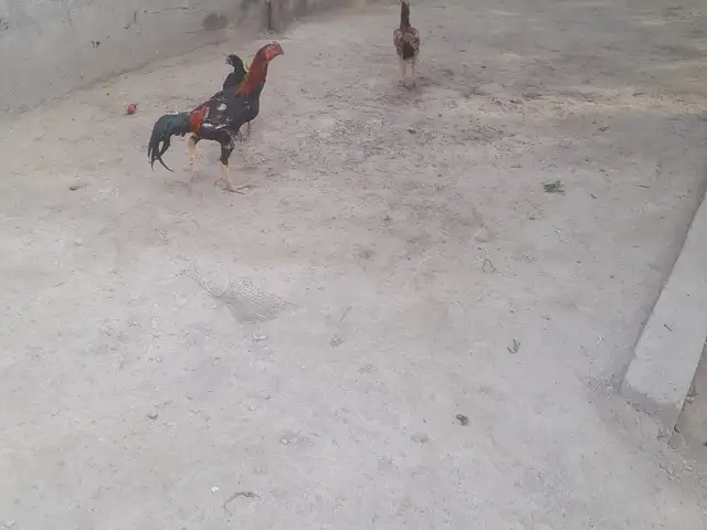 Хурузи дакан, Хуҷанд