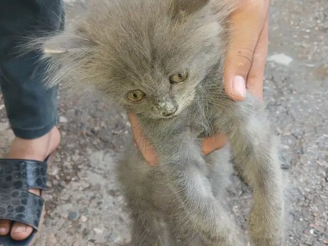 Кошка шотландская, Душанбе