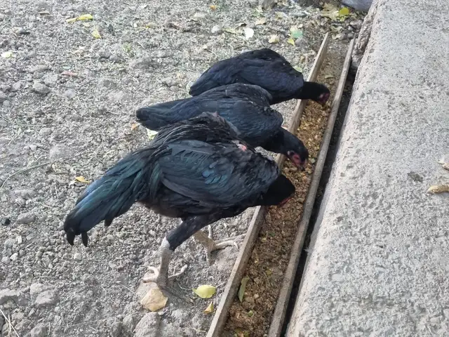 Дакан, Хуҷанд