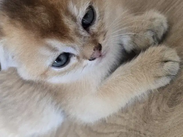 Шотлaндcкие золотые котята, Душанбе - 3