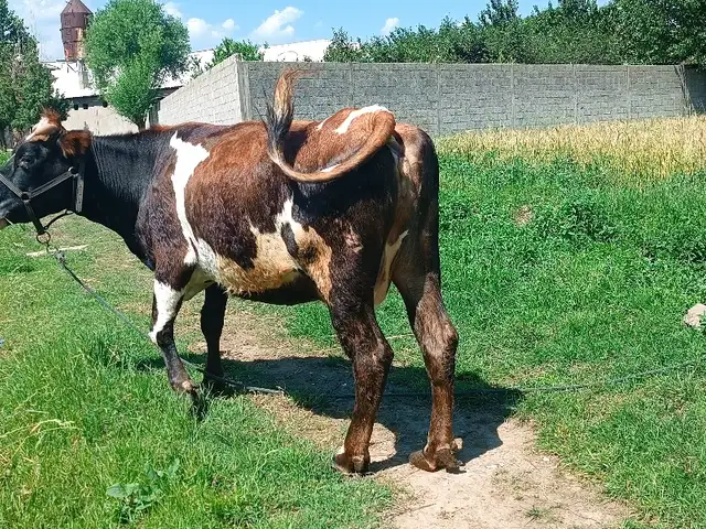 Гов, Вахдат