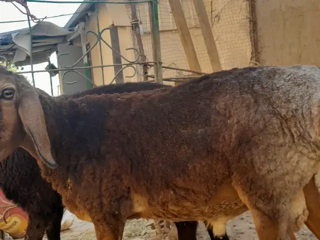 Барахои элита, Кӯлоб