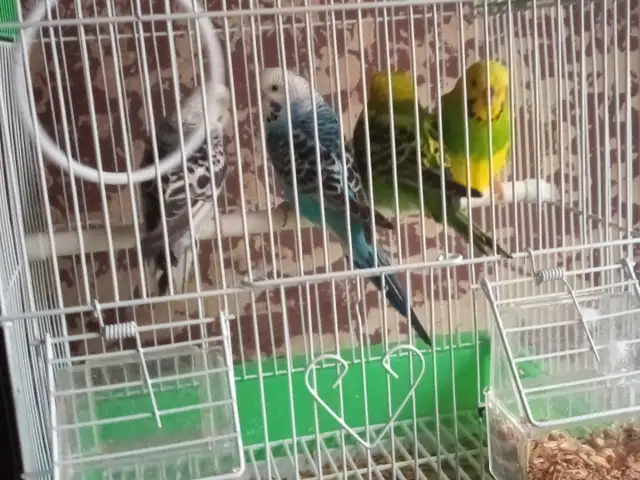 Попугай, Душанбе