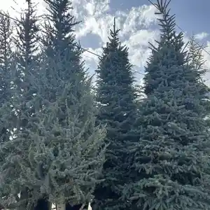 Ель голубая, Душанбе