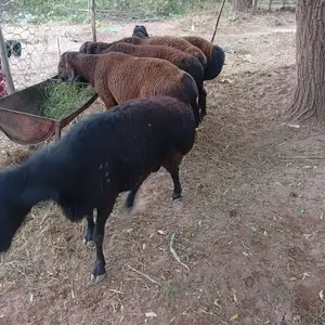 Кушкор, Файзабад