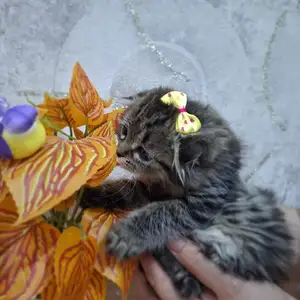 Шотландская вислоухая девочка, Худжанд