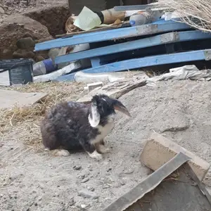 Кролик, Душанбе