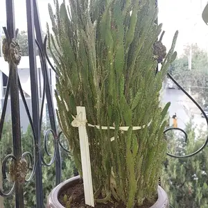Домашние цветы, Душанбе