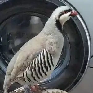 Кабк, Душанбе