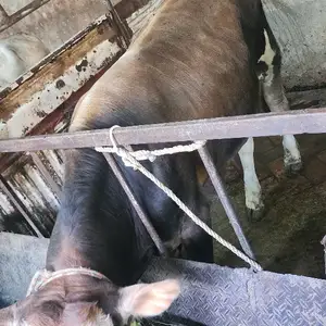 Бука, Худжанд