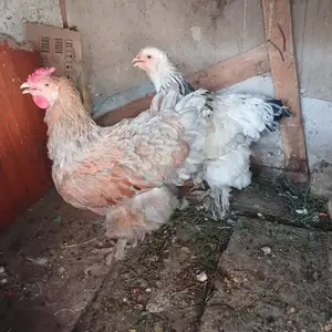 Брама, Душанбе