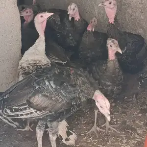 Индюк, Душанбе