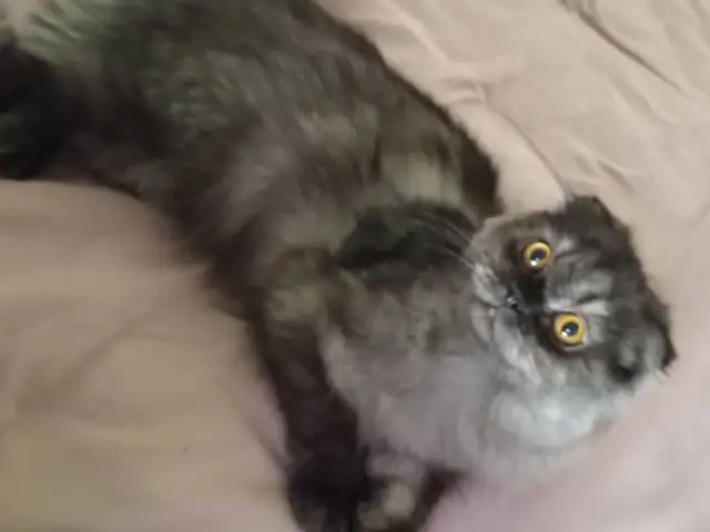 Шотландская кошка, Гиссар