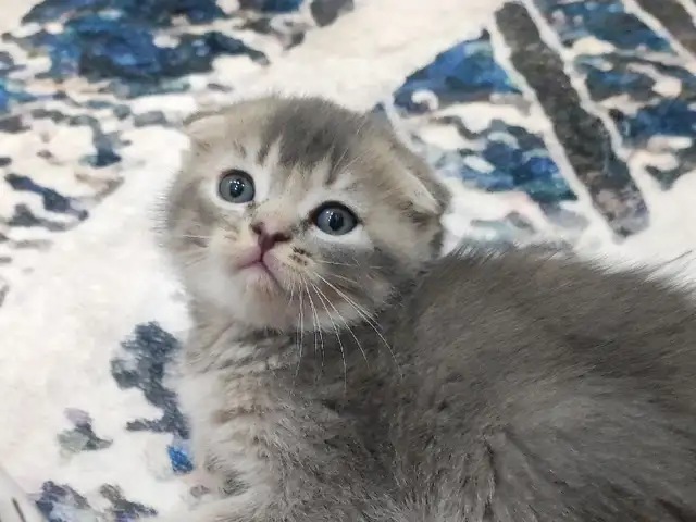 Шотландский вислоухий кот, Душанбе