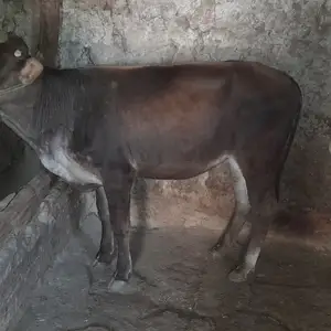 Гуночин, Вахдат