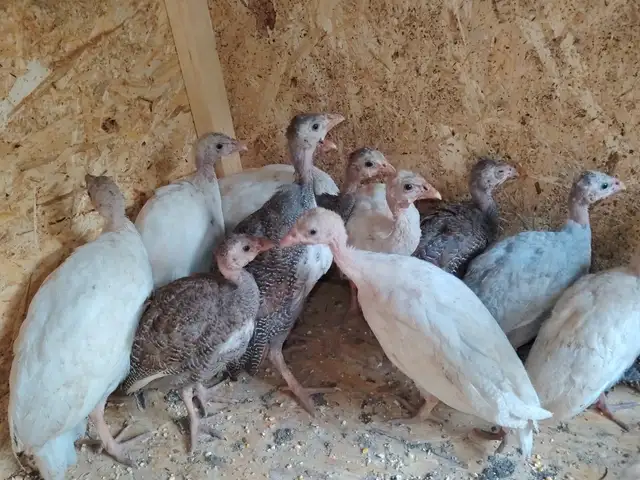 Чучаи сасарка, Душанбе