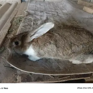 Харгуши нар, Душанбе