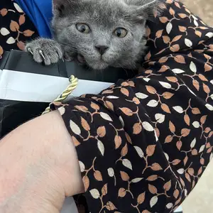 Шотландская кошка, Душанбе